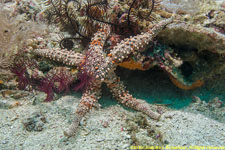 sea star